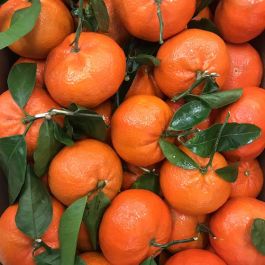 意大利 柑橘 5-6只 1kg左右 
